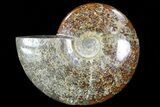 Polished, Agatized Ammonite (Cleoniceras) - Madagascar #76099-1